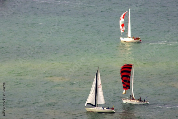 Obraz sailing yachts