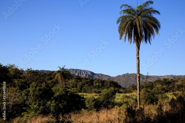 Obraz palm tree in the mountains