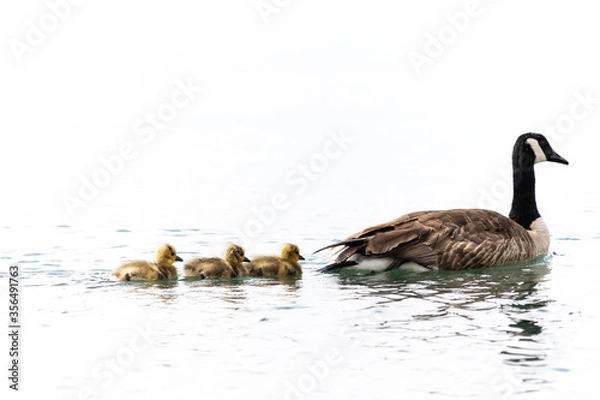 Obraz Goose & Goslings