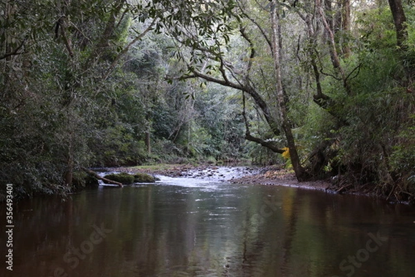 Obraz river in the forest