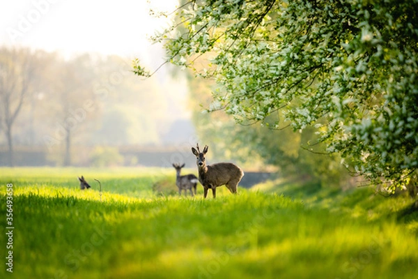 Obraz Jeleń w porannym słońcu w Steinhorster Basin, Wilde Tiere, Wildlife, Delbrück, Paderborn, Niemcy