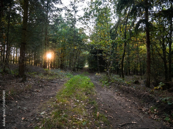 Fototapeta path in the forest