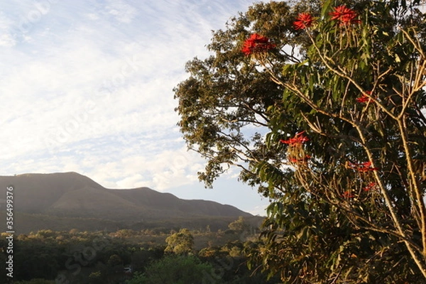 Obraz blossom tree landscape