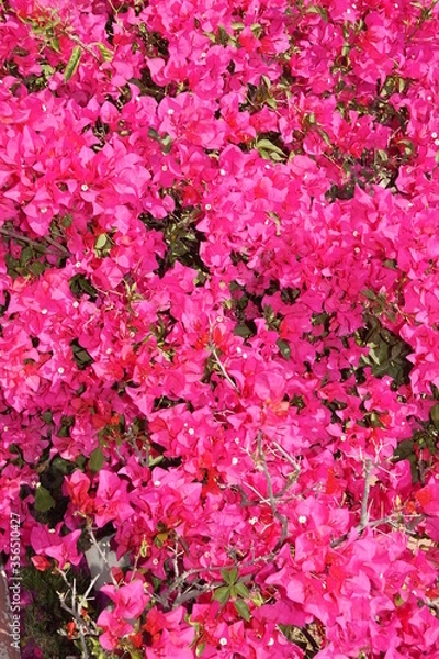 Obraz buganvilias hermosas 
