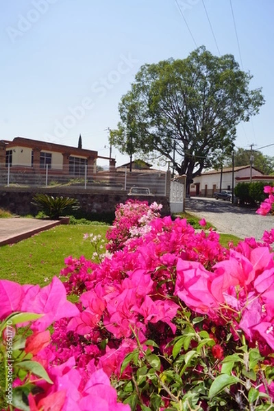 Obraz buganvilias rojas 