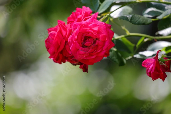 Fototapeta 薔薇園の薔薇