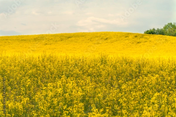 Fototapeta beautiful field of bright yellow rapeseed on a Sunny summer day with gray clouds.
