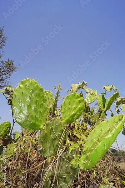 Obraz nopal de cerro