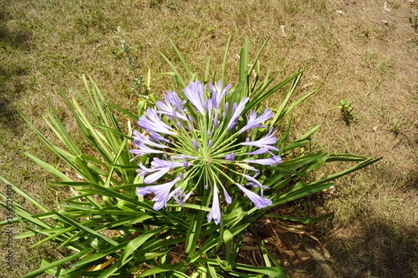 Obraz agapando morado
