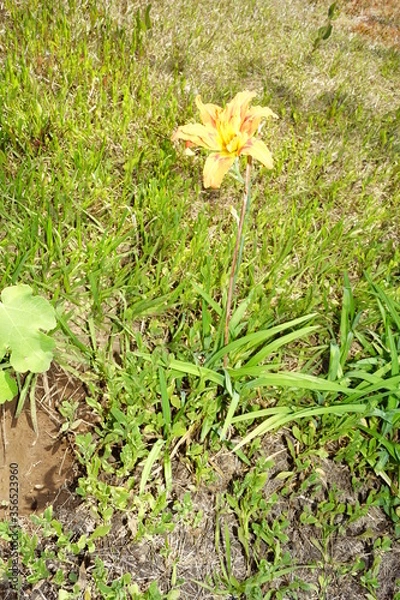 Obraz flore matizada amarillo con rojo