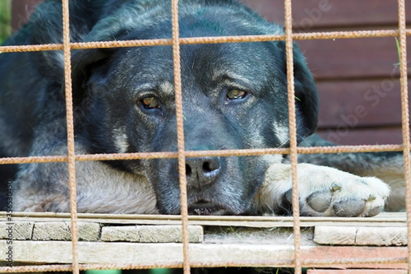 Obraz black dog behind bars
