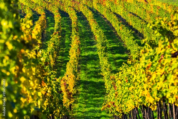Fototapeta Colorful vineyard in autumn in a beautiful landscape scenery.