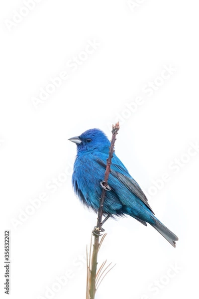 Fototapeta Indigo Bunting on a perch with white high key background 