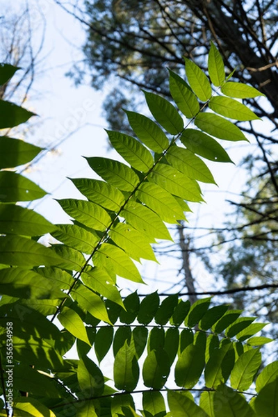 Obraz Wild green leaves of a tree branch in a wild forest during the fall foliage in upper PA
