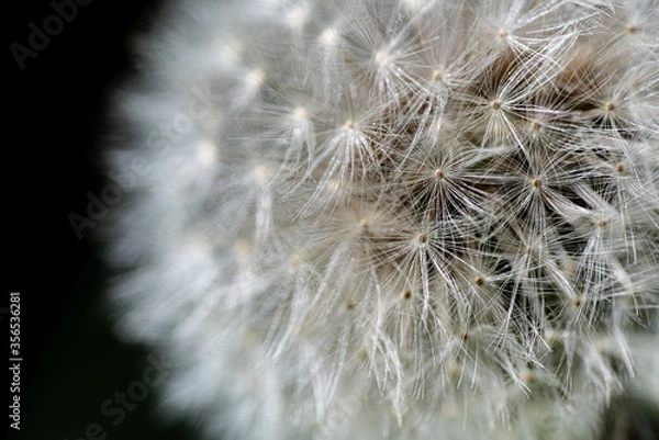 Obraz Löwenzahn, Pusteblume
