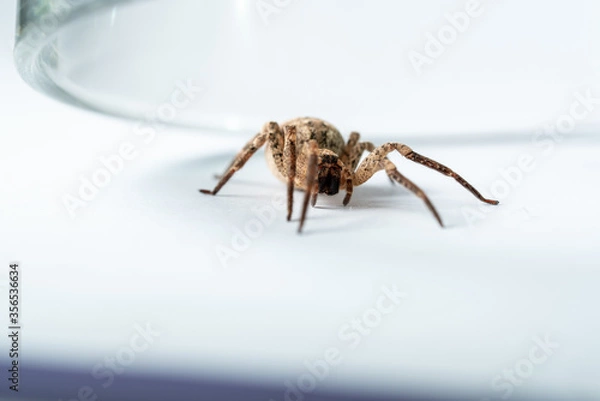 Obraz Kreuzspinne, Spinne im glas