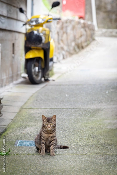 Obraz 愛知県 知多半島の離島 篠島のネコ