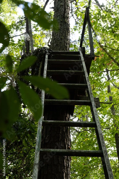 Obraz ladder in the middle of the forest for hunting an wildlife study and the environment and tree climbing and ecosystem in Delaware 