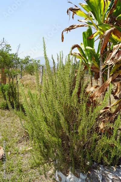 Obraz planta de romero 