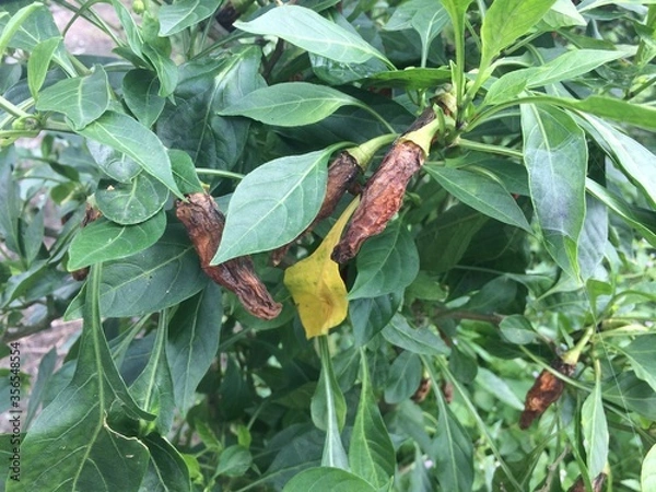 Fototapeta Chilli anthracnose disease caused by Colletotrichum species in Viet Nam.