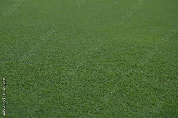 Obraz green grass texture