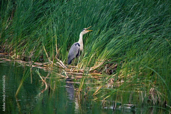Obraz Adult heron on a lake in green reeds opened its beak.