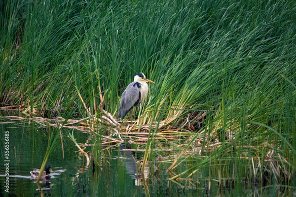 Obraz Heron in green grass by the river sits head down.