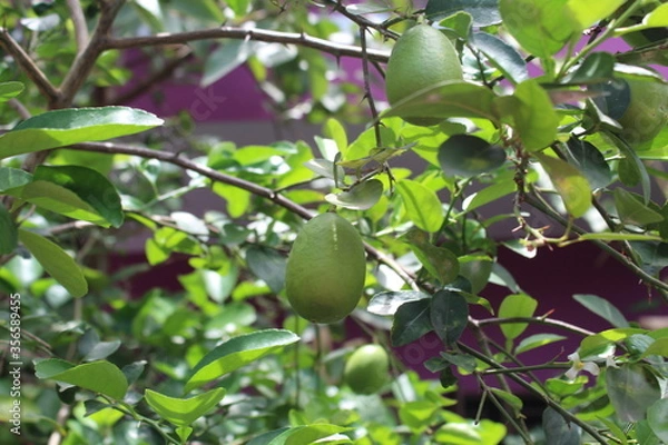 Fototapeta green apples on tree