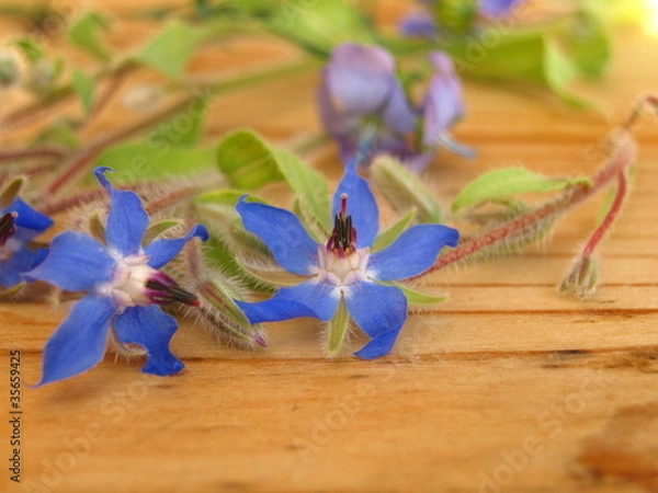 Obraz Lein und Borretsch