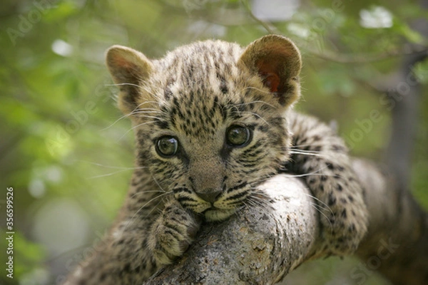 Fototapeta One tiny baby leopard with big eyes portrait close up sitting in tree in Kruger Park South Africa