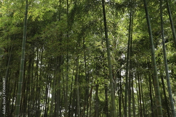 Fototapeta 竹林　京都　竹林の道