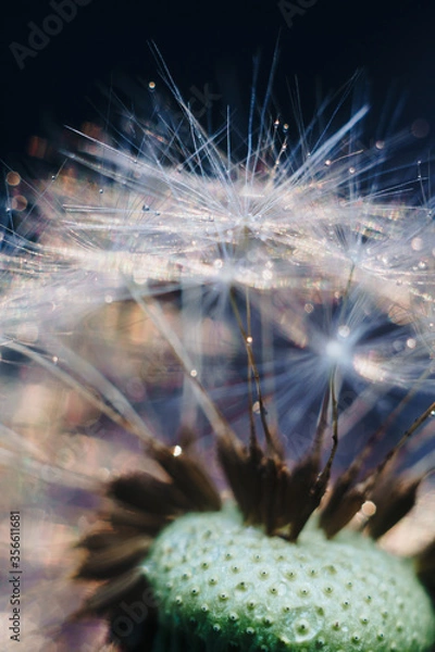 Obraz macro photo of white dandelion fluffs
