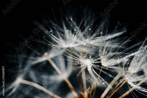 Obraz close-up of white dandelion fluff with water drops