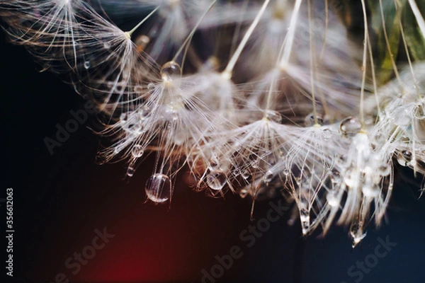 Obraz close-up of white dandelion fluff with water drops