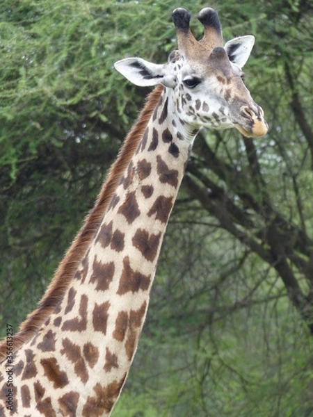 Obraz Giraffe