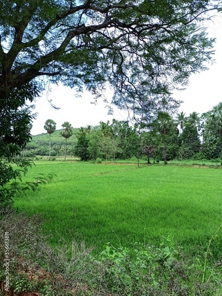 Obraz green grass and trees