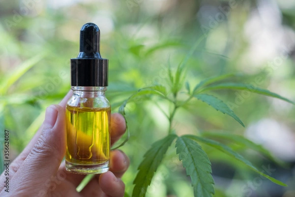 Obraz Handle glass bottle containing hemp oil. Hold a bottle of hemp oil in a glass bottle, a natural herbal dropper tube, medical marijuana concepts to treat diseases. There is space for entering text.