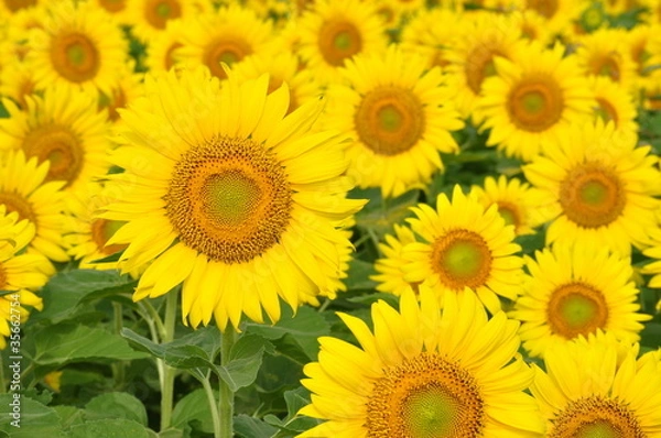 Fototapeta ひまわり