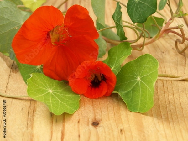 Obraz Kapuzinerkresse