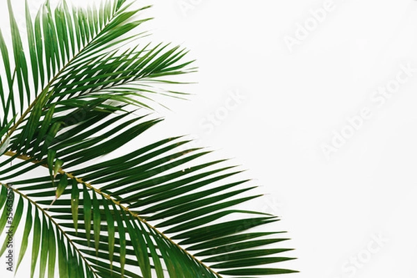 Fototapeta 2 palm leaves isolated on white background frame texture summer tropical pattern