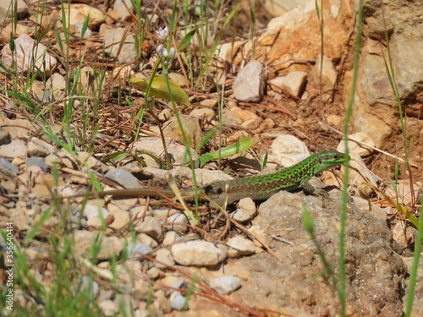 Obraz Tyrrhenian wall lizard, sardinia