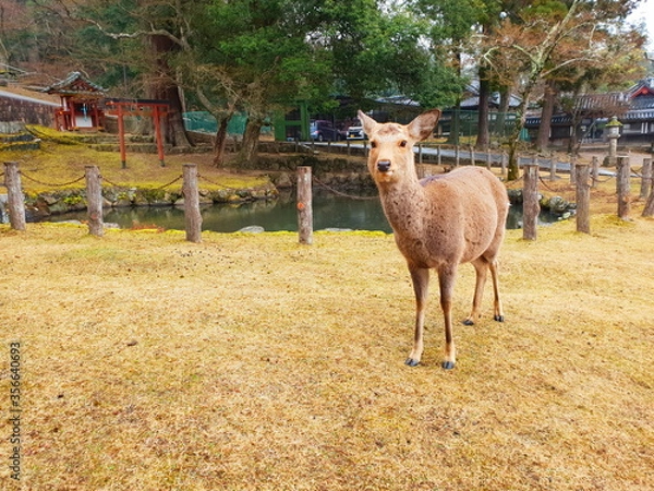Obraz Deer in a park, nara