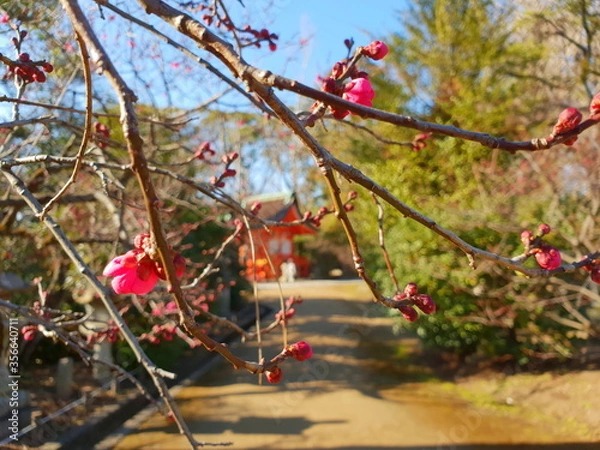 Obraz first blossom, japan