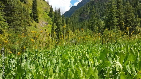 Obraz meadow with flowers