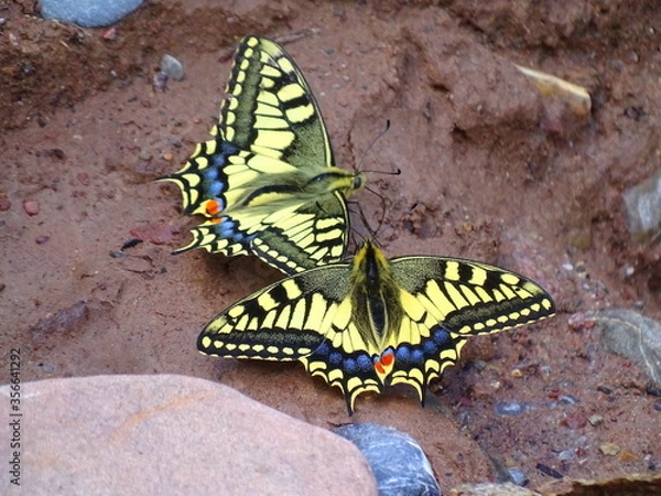 Obraz yellow butterflies