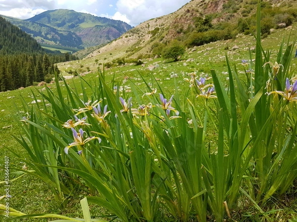 Obraz spring flowers in the mountains