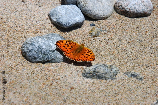 Fototapeta butterfly on the beach