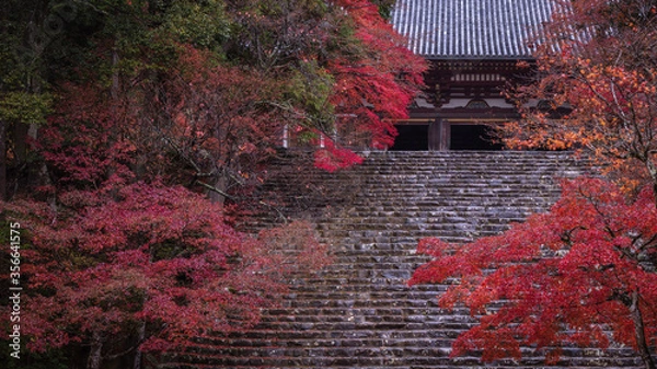 Fototapeta 京都府 高雄山 神護寺 紅葉