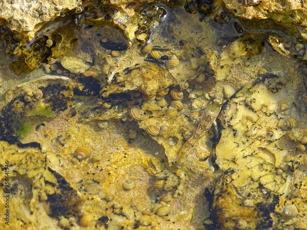 Fototapeta water snails on stone