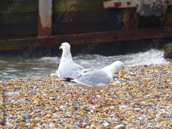Fototapeta seagulls on the beach